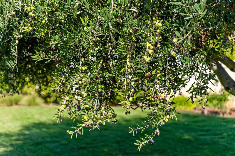 Monticello Road Home with Scenic Vineyard Views property image