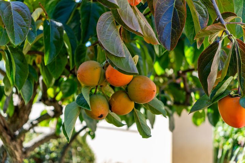 Monticello Road Home with Scenic Vineyard Views property image